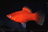 Korallenplaty