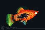 Platy gemischt