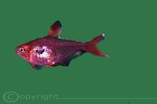 Roter Phantomsalmler